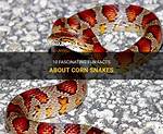 12 Cool Facts About Corn Snakes You Should Know | Pangovet