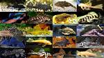 12 Different Types of Plecos (With Pictures) | Pangovet