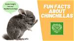 12 Fun Facts About Chinchillas You Will Love to Know