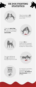 12 Shocking Uk Dog Fighting Statistics & Facts to Know in 2024