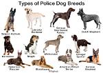 12 Top Police Dog Breeds: Pictures, Facts & History