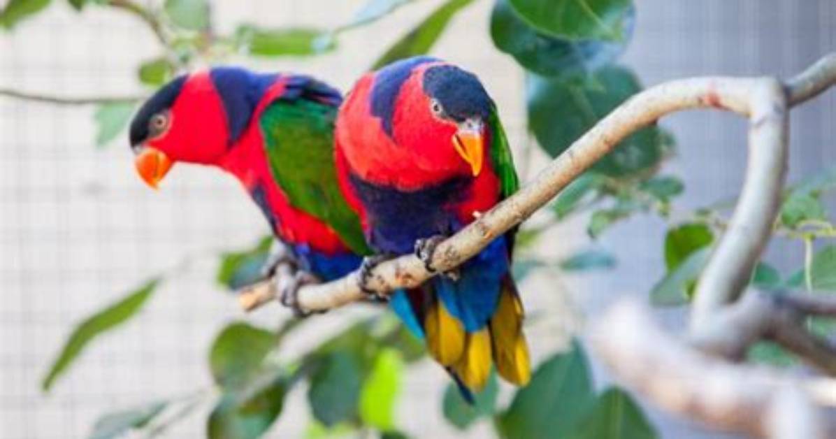 12 Types of Lorikeets That Make Great Pets (With Pictures)