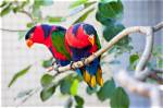 12 Types of Lorikeets That Make Great Pets (With Pictures)