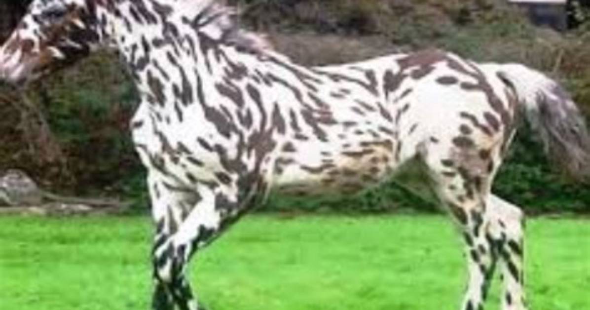 13 Rarest Horse Breeds in 2024 (With Pictures)