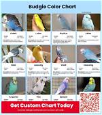 13 Types of Budgie Colors, Varieties & Mutations (With Pictures)