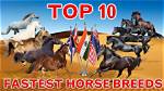 14 Fastest Horse Breeds in the World (With Pictures)