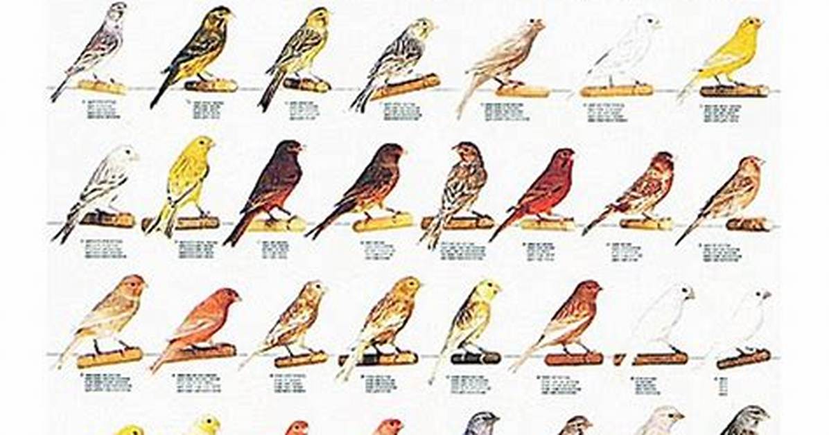 14 Types of Canary Bird Varieties & Colors (With Pictures)