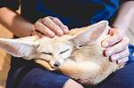 14 Unusual Pets That Are Legal to Own in the Us (With Pictures)