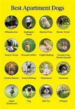 15 Best Dogs for Apartment Life (With Pictures)