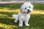 15 Bichon Frise Mixes (With Pictures)