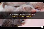 15 Ferret Myths & Misconceptions: It’s Time to Stop Believing These!