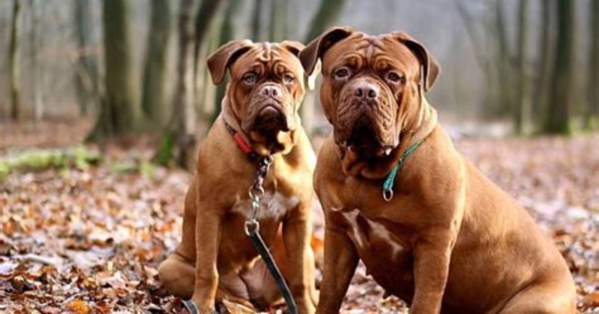 15 French Dog Breeds: Info, Pictures, Temperament, & More