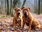 15 French Dog Breeds: Info, Pictures, Temperament, & More