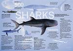 15 Interesting Facts About Sharks You May Not Know