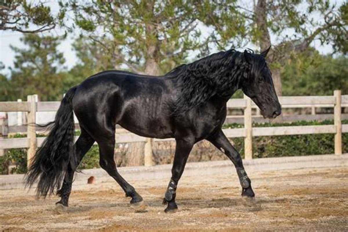 15 Italian Horse Breeds (With Pictures) | Pangovet