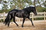 15 Italian Horse Breeds (With Pictures) | Pangovet