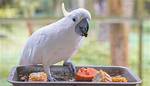 15 Natural Treats Your Cockatoo Will Love (With Pictures)