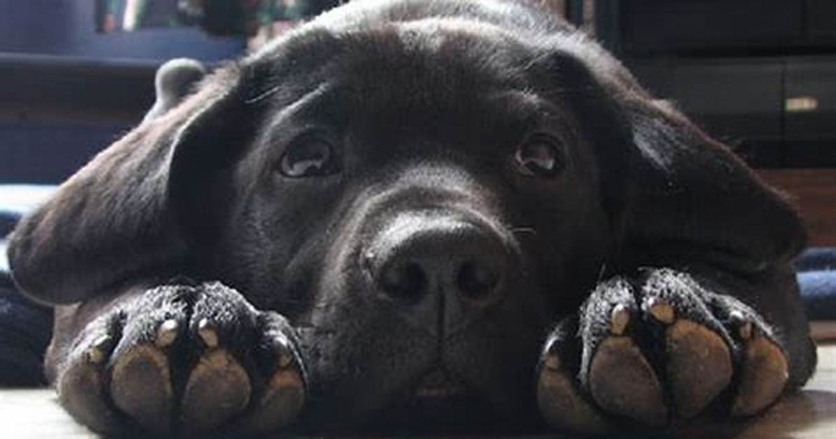 15 Reasons Why Owning a Labrador Is the Best Idea Ever