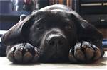 15 Reasons Why Owning a Labrador Is the Best Idea Ever