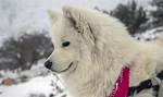 15 Types of American Eskimo Dog Mixes (With Pictures)