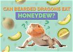 15 Vet Approved Facts About Bearded Dragons | Pangovet
