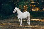15 White Horse Breeds: History, Facts, & Info