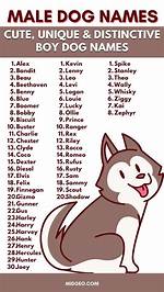 150+ Boy Dog Names for Your Male Dog: Unique & Popular Ideas
