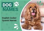 150+ Cocker Spaniel Names: Popular, Cute, and Cool Ideas 2024