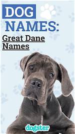 150+ Great Dane Names: the Most Popular Picks in 2024
