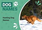 150+ Hunting Dog Names: Tough & Fierce Names for Your Pup