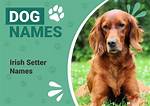 150+ Irish Setter Names: Unique, Popular & Best Ideas