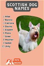 150+ Scottish Dog Names: Female and Male Ideas with Meanings