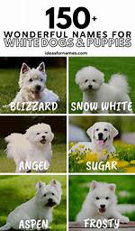 150+ Wonderful White Dog Names for Your Fluffy Pooch