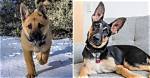 16 German Shepherd Mixes: Gsd Crossbreeds (With Pictures)