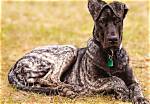 16 Great Dane Mixed Breeds (With Pictures)
