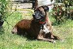 16 Mastiff Mixes (With Pictures)