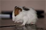 16 Things to Never Feed Your Hamster: Vet Reviewed Guide