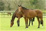 17 British Horse Breeds (With Pictures) | Pangovet