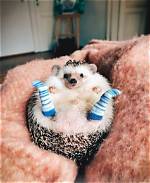 17 Cute and Funny Photos of Animals Celebrating Birthdays