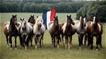 17 French Horse Breeds (With Pictures)