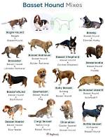 18 Basset Hound Mixes (With Pictures) (With Pictures)