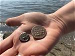 2,000-Year-Old Coins Surface with Lake Iznik's Withdrawal in Türkiye