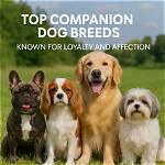 20 Best Companion Dog Breeds (With Pictures)