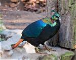 20 Exotic Birds That Seem to Have Come from Another Planet
