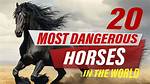 20 Most Dangerous Horses in the World
