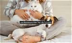 20 Pets That Like to Cuddle (With Pictures)