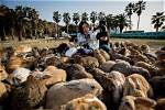 20 Places Where Animals Outnumber People