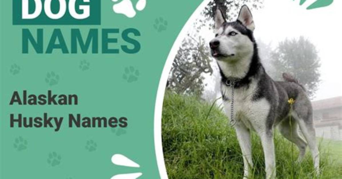 200+ Alaskan Husky Names: Male & Female Ideas