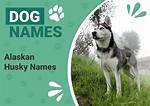 200+ Alaskan Husky Names: Male & Female Ideas
