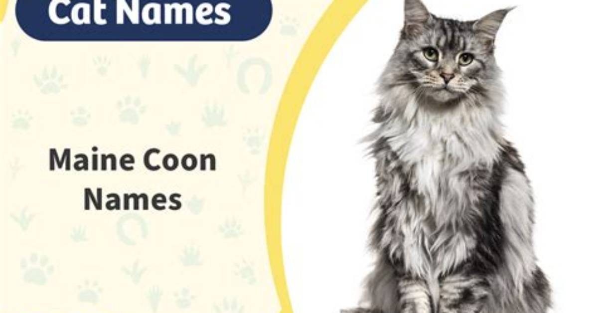 200 Maine Coon Cat Names: Perfect & Clever Options for Your Cat | Pangovet